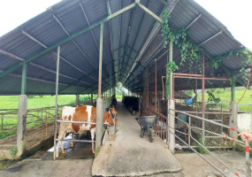 finca lechera en venta

finca ganadera en San Carlos

propiedad agrícola en Alajuela

finca productiva Costa Rica

venta de fincas rurales

finca con lechería equipada

finca con acciones Dos Pinos