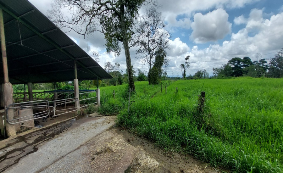 finca lechera en venta

finca ganadera en San Carlos

propiedad agrícola en Alajuela

finca productiva Costa Rica

venta de fincas rurales

finca con lechería equipada

finca con acciones Dos Pinos