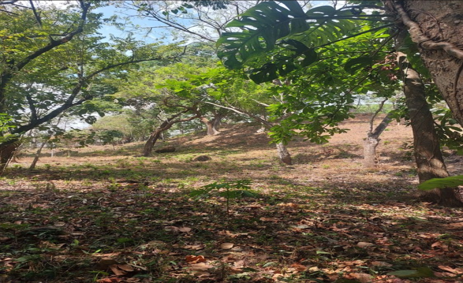 fondo de la propiedad en Atenas